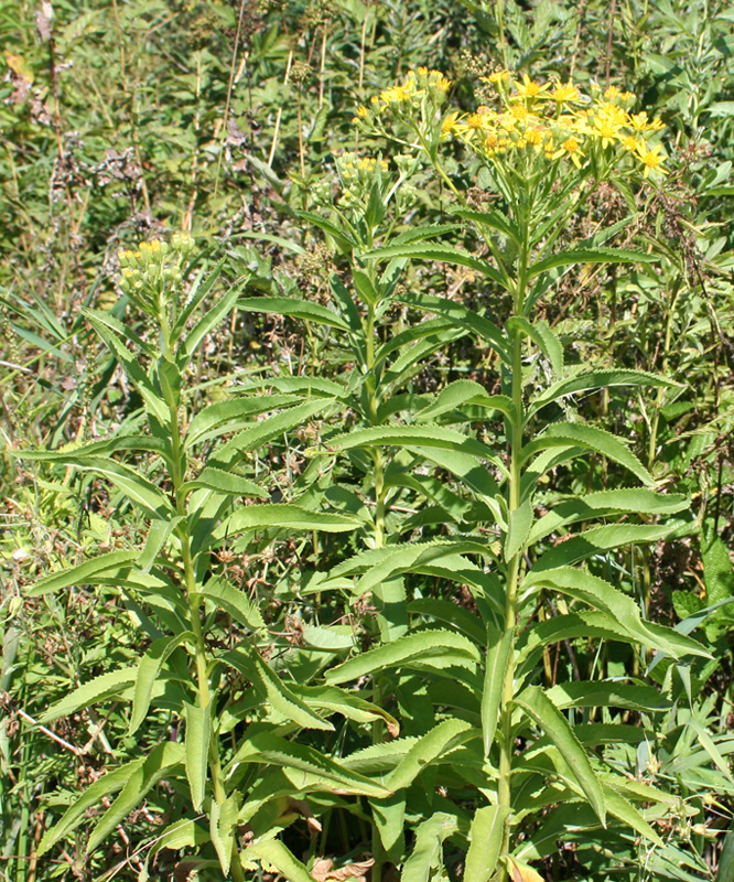 Изображение особи Senecio sarracenicus.