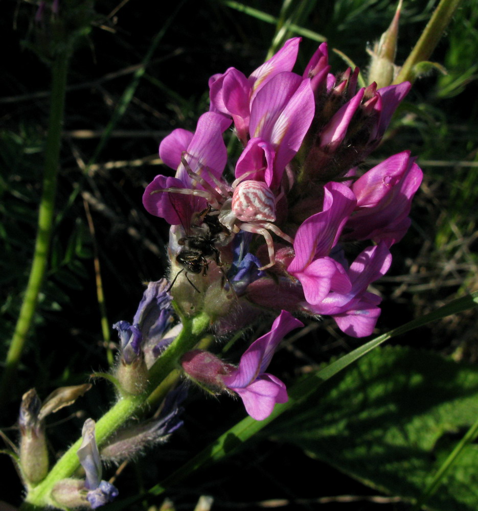 Изображение особи Oxytropis campanulata.