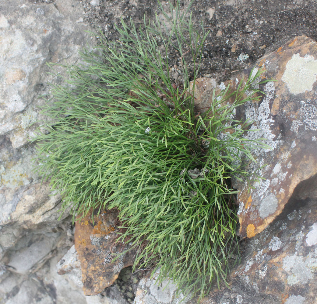 Image of Asplenium septentrionale specimen.