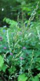 Festuca pratensis. Соцветие. Республика Татарстан, г. Бавлы. 12.07.2009.