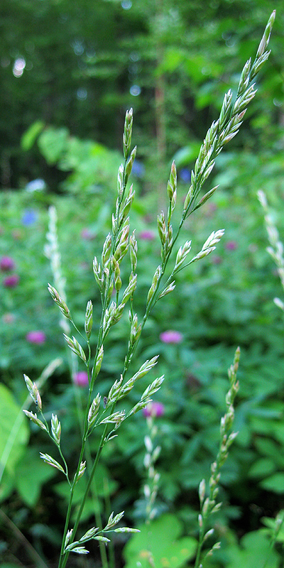 Image of Festuca pratensis specimen.
