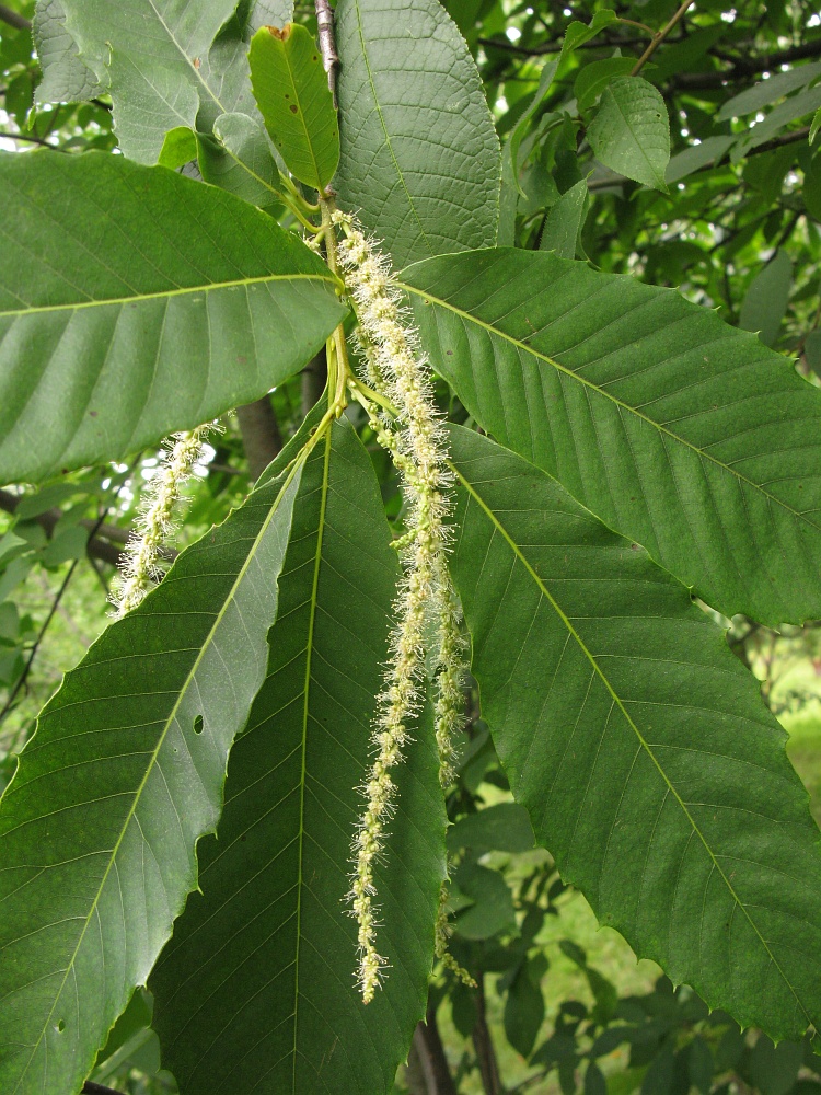 Изображение особи Castanea dentata.