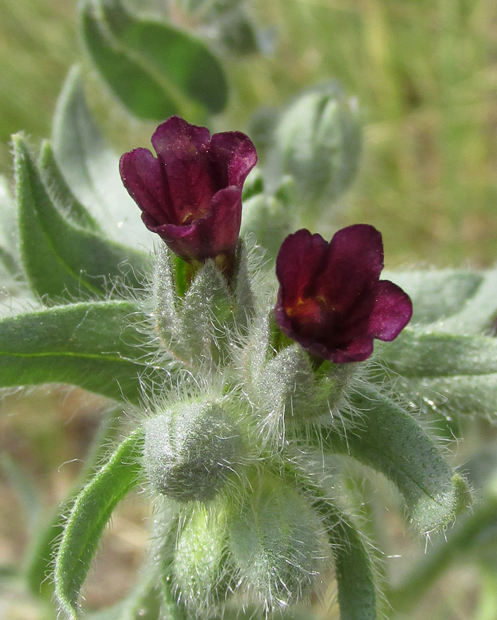 Image of Nonea rossica specimen.