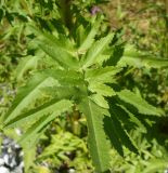 Pastinaca sylvestris