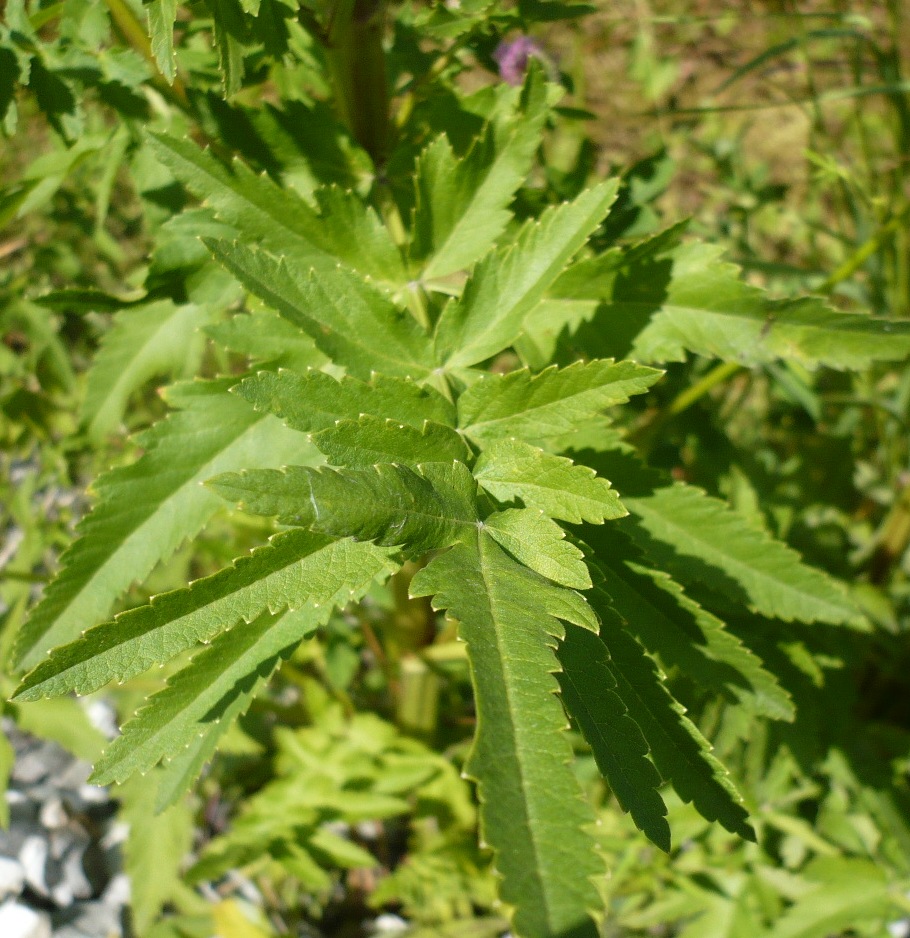 Изображение особи Pastinaca sylvestris.