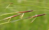 Stipa capillata