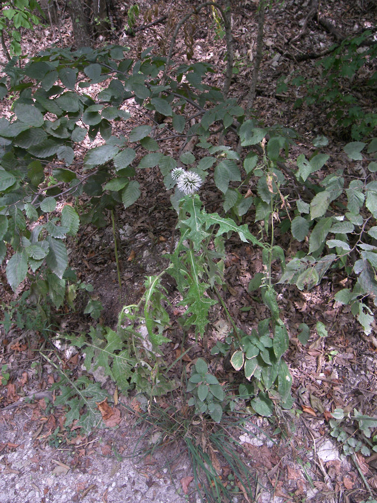 Image of Echinops viridifolius specimen.