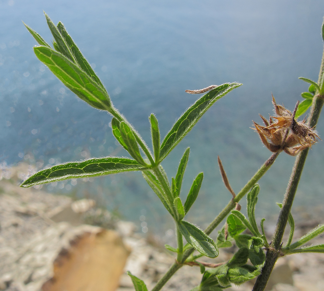 Изображение особи Stachys atherocalyx.