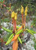View full-size image Rhododendron aureum