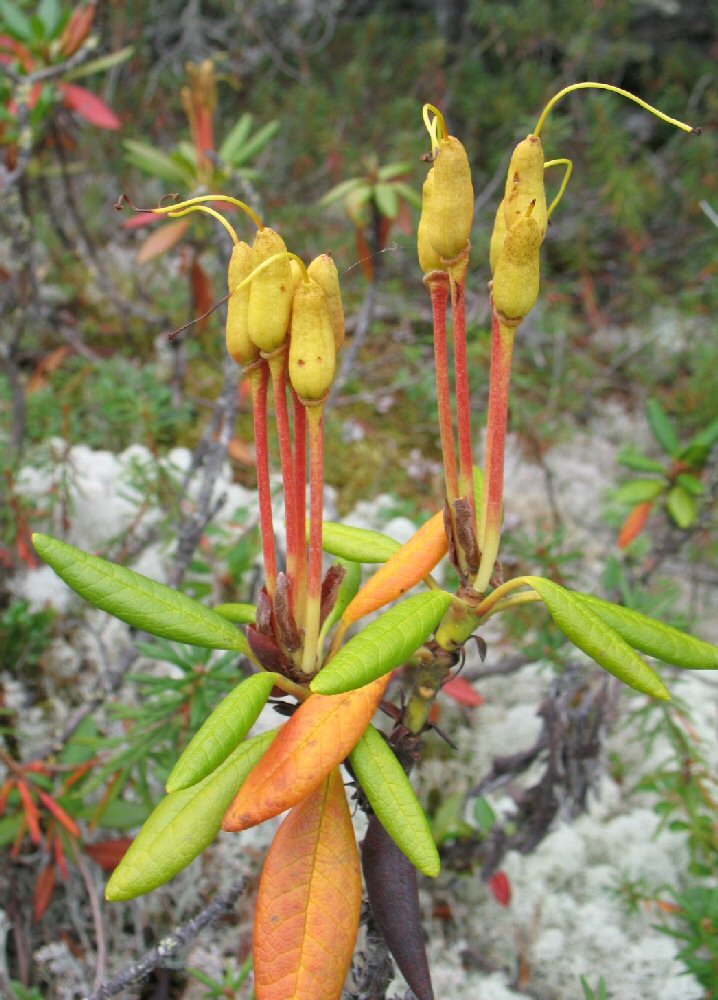 Image of Rhododendron aureum specimen.