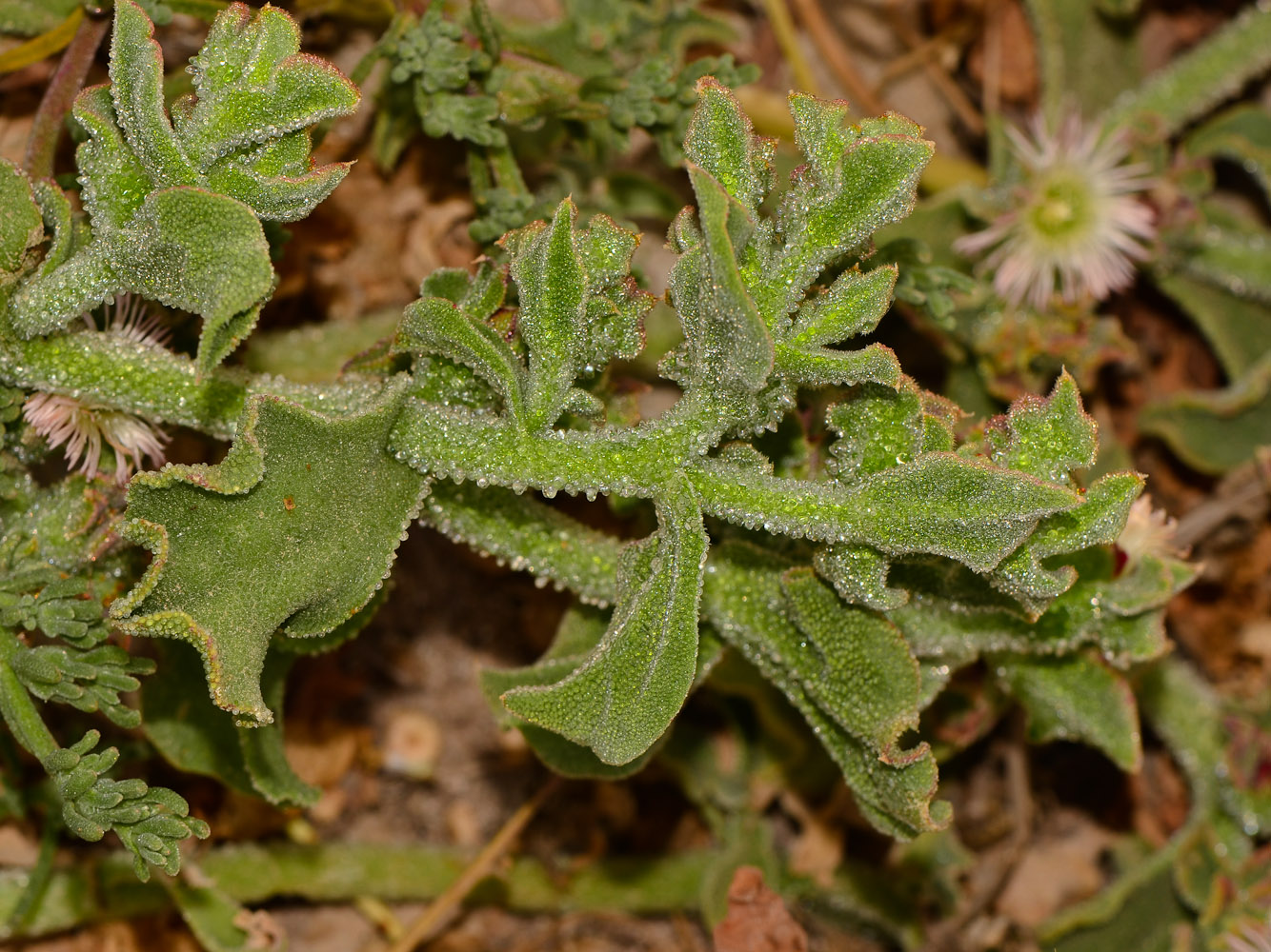 Image of Mesembryanthemum crystallinum specimen.