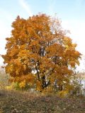 Image of taxon representative. Author is Игорь Харитонов