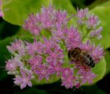 Hylotelephium spectabile. Соцветие с фуражирующей пчелой. Германия, г. Крефельд, Ботанический сад. 06.09.2014.