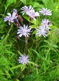 Lactuca sibirica