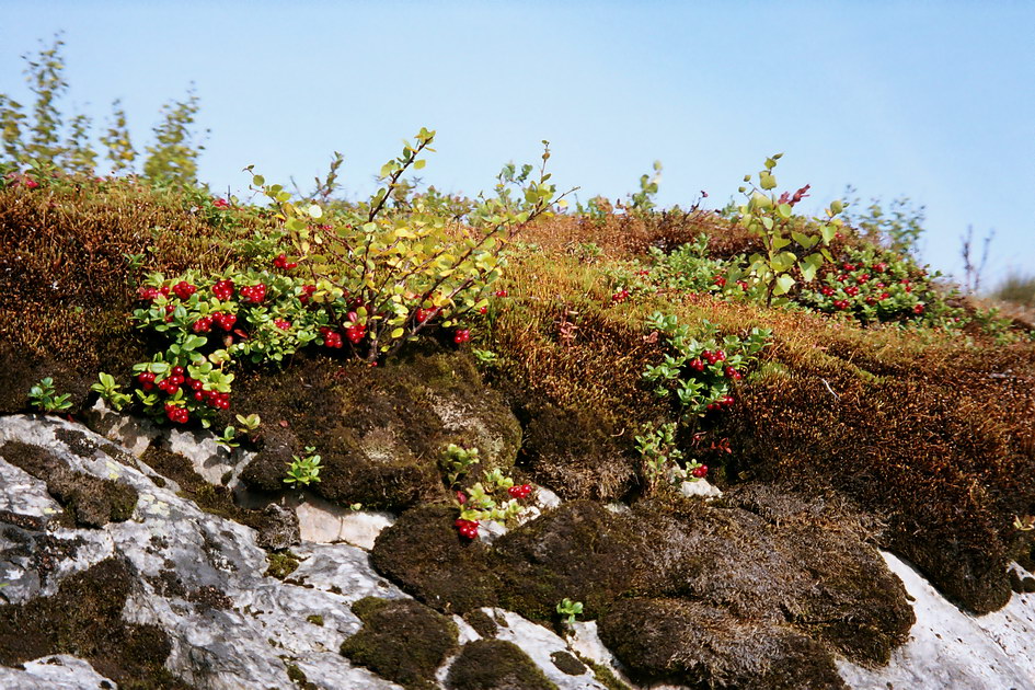 Image of Vaccinium vitis-idaea var. minus specimen.