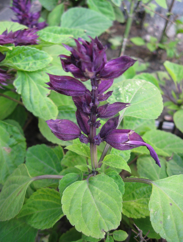 Изображение особи Salvia splendens.