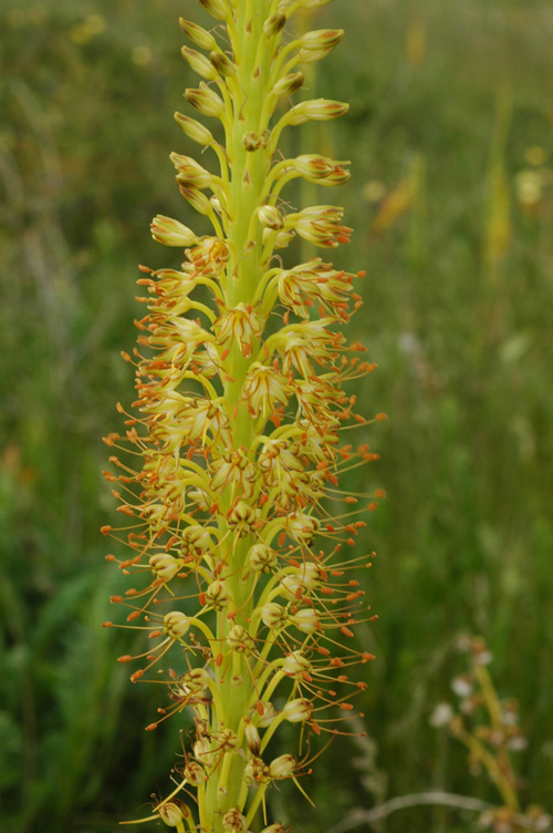 Image of Eremurus fuscus specimen.