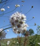 Cephalaria transsylvanica