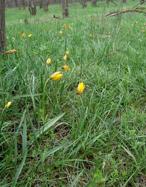 Изображение особи Tulipa biebersteiniana.