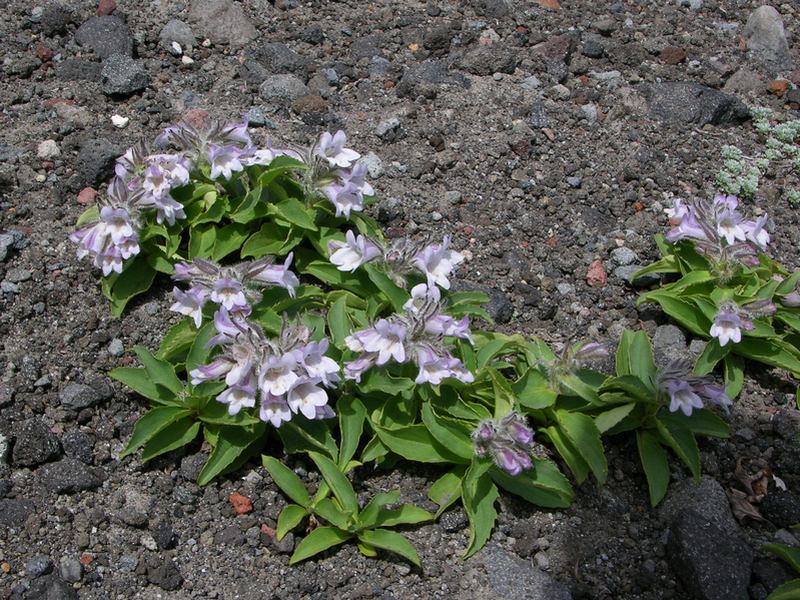 Image of Pennellianthus frutescens specimen.