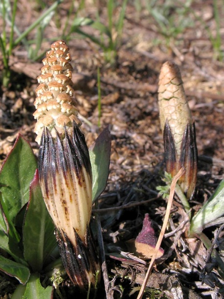 Изображение особи Equisetum arvense.