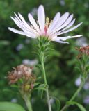 Symphyotrichum novi-belgii. Соцветие. С-Петербург, 12 сентября 2009 г.