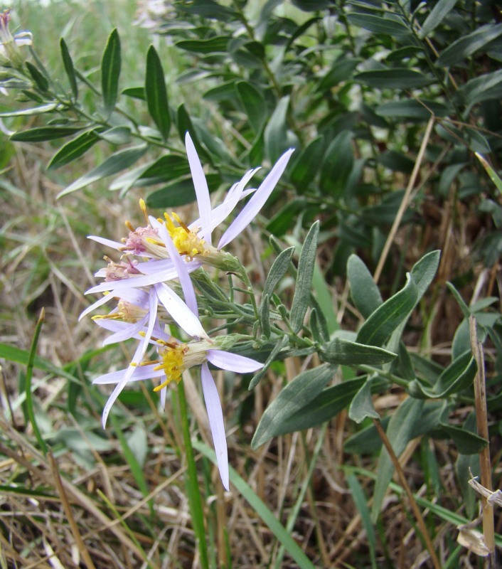 Изображение особи Galatella dracunculoides.