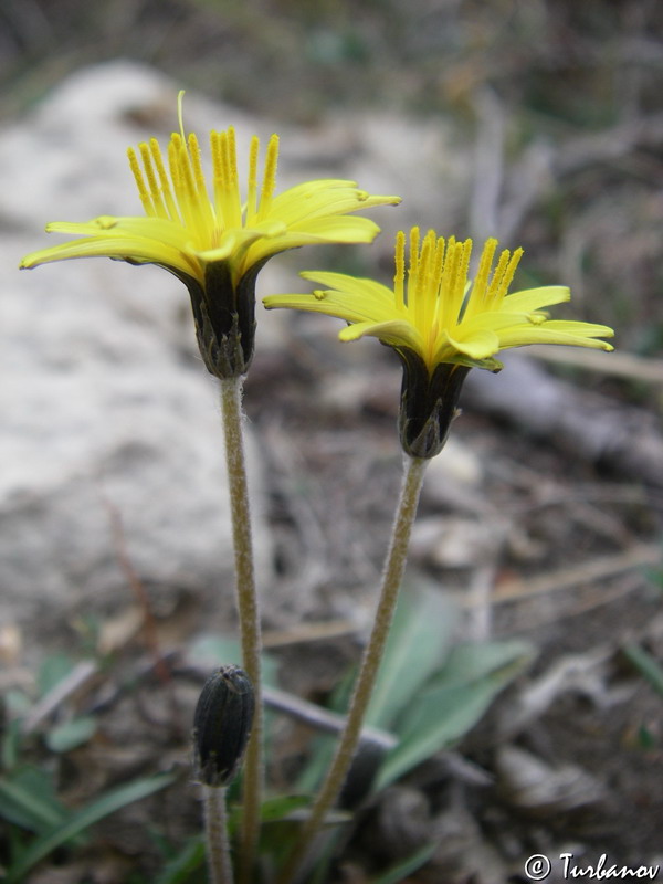Image of Taraxacum bessarabicum specimen.
