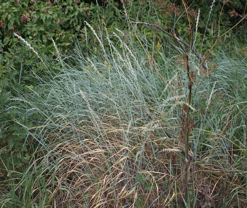 Image of Elytrigia intermedia specimen.