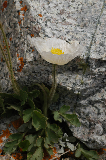 Image of Papaver croceum specimen.