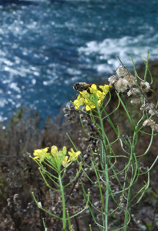 Image of Sisymbrium loeselii specimen.