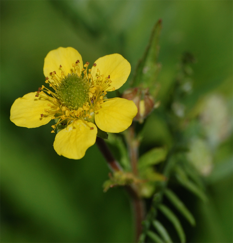 Изображение особи Geum aleppicum.