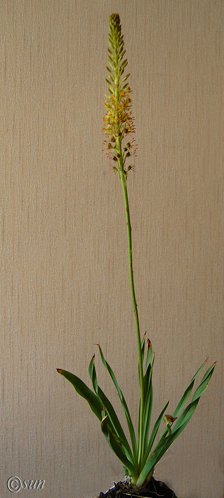 Image of Eremurus spectabilis specimen.