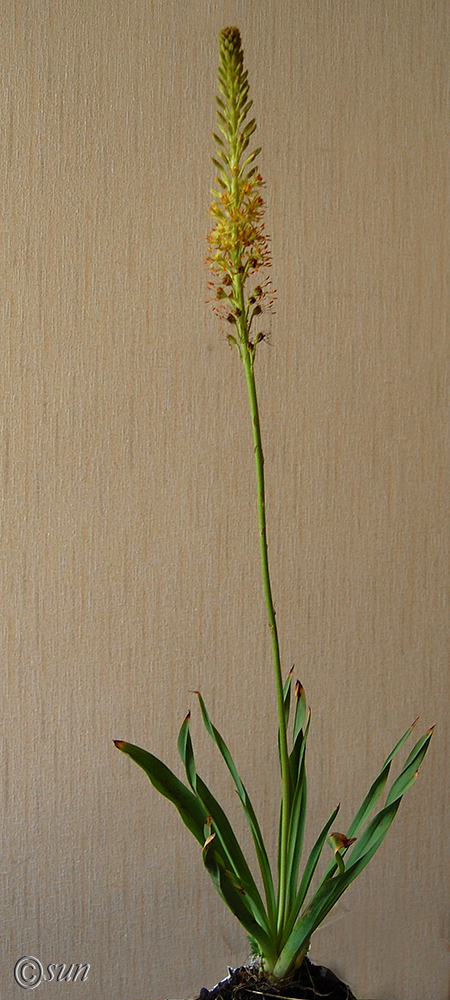Изображение особи Eremurus spectabilis.