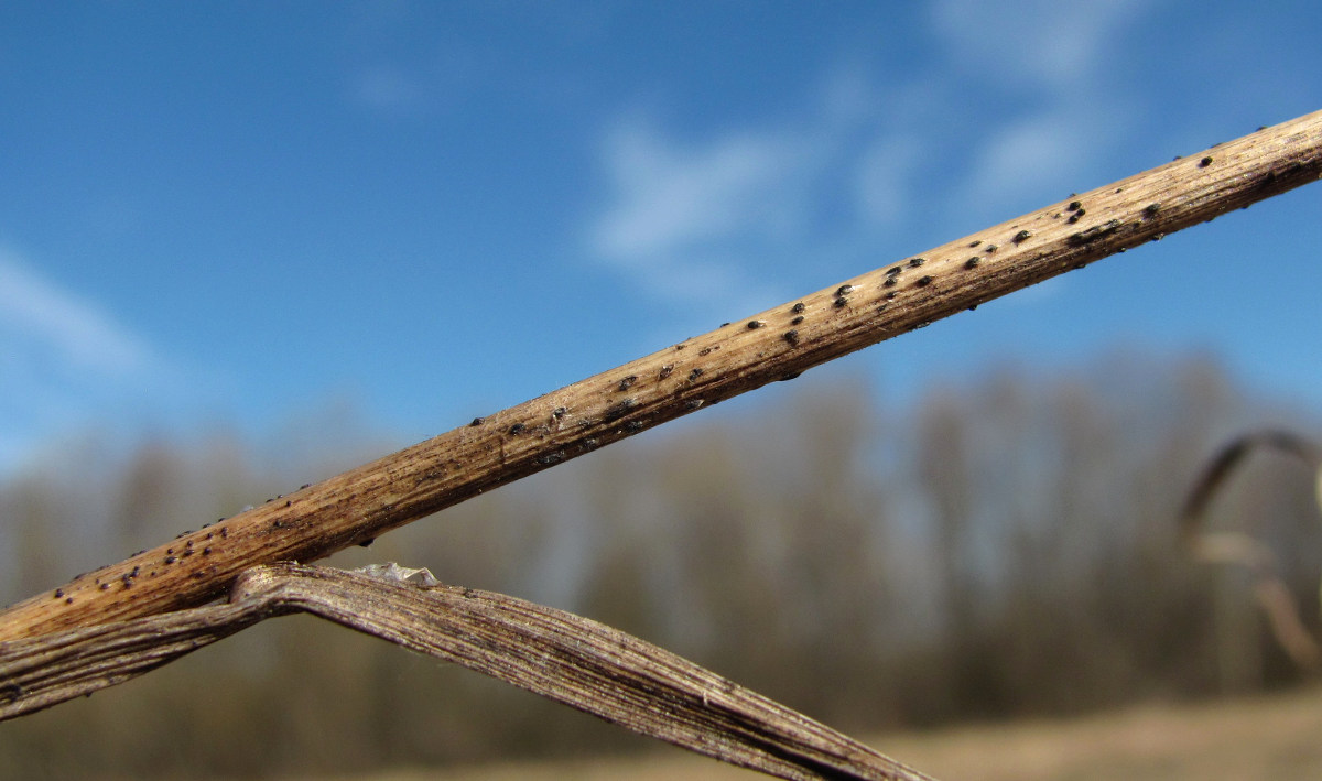 Image of Dactylis glomerata specimen.