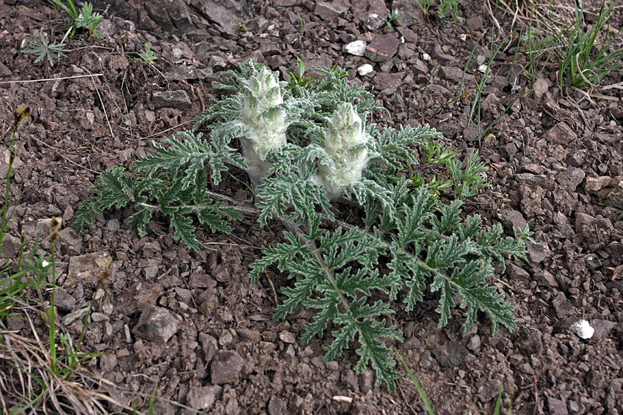 Изображение особи Phlomoides speciosa.