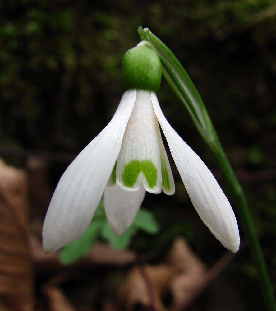 Изображение особи Galanthus woronowii.