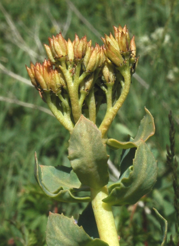 Image of Rhodiola rosea specimen.