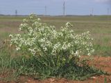 Crambe aspera. Цветущее растение. Крым, Сакский р-н, нарушенная степь в окр. с. Карьерное. 7 мая 2015 г.