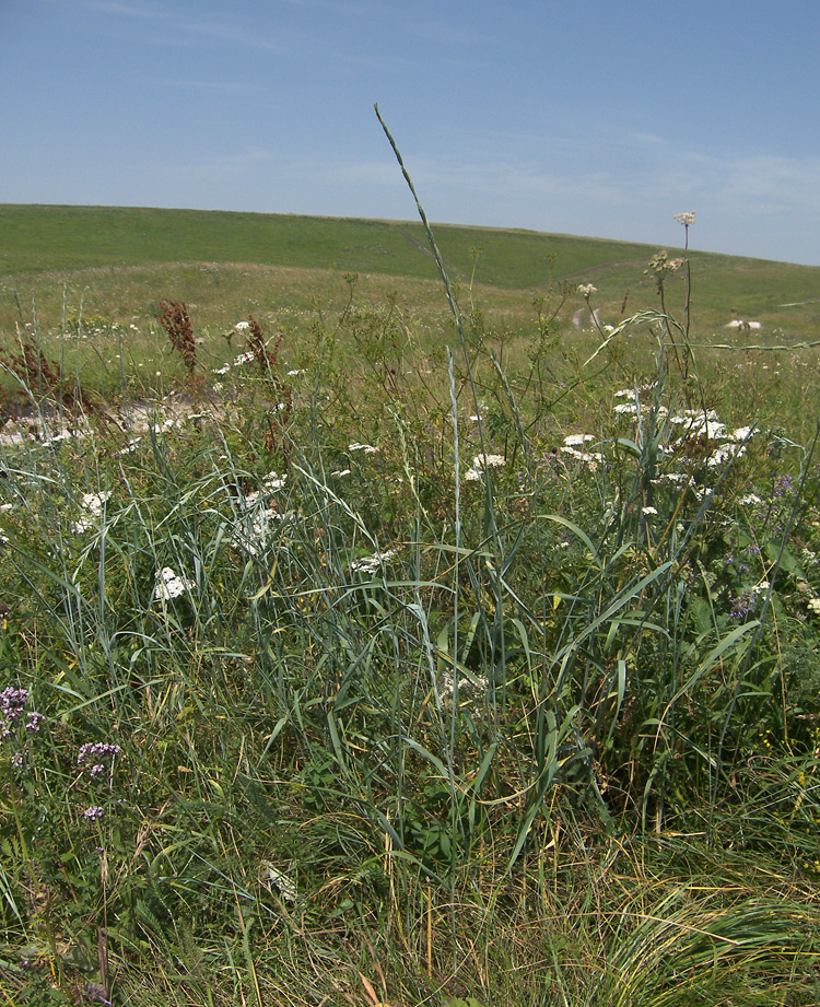 Image of Elytrigia intermedia specimen.