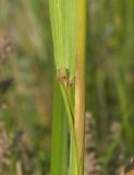 Calamagrostis epigeios