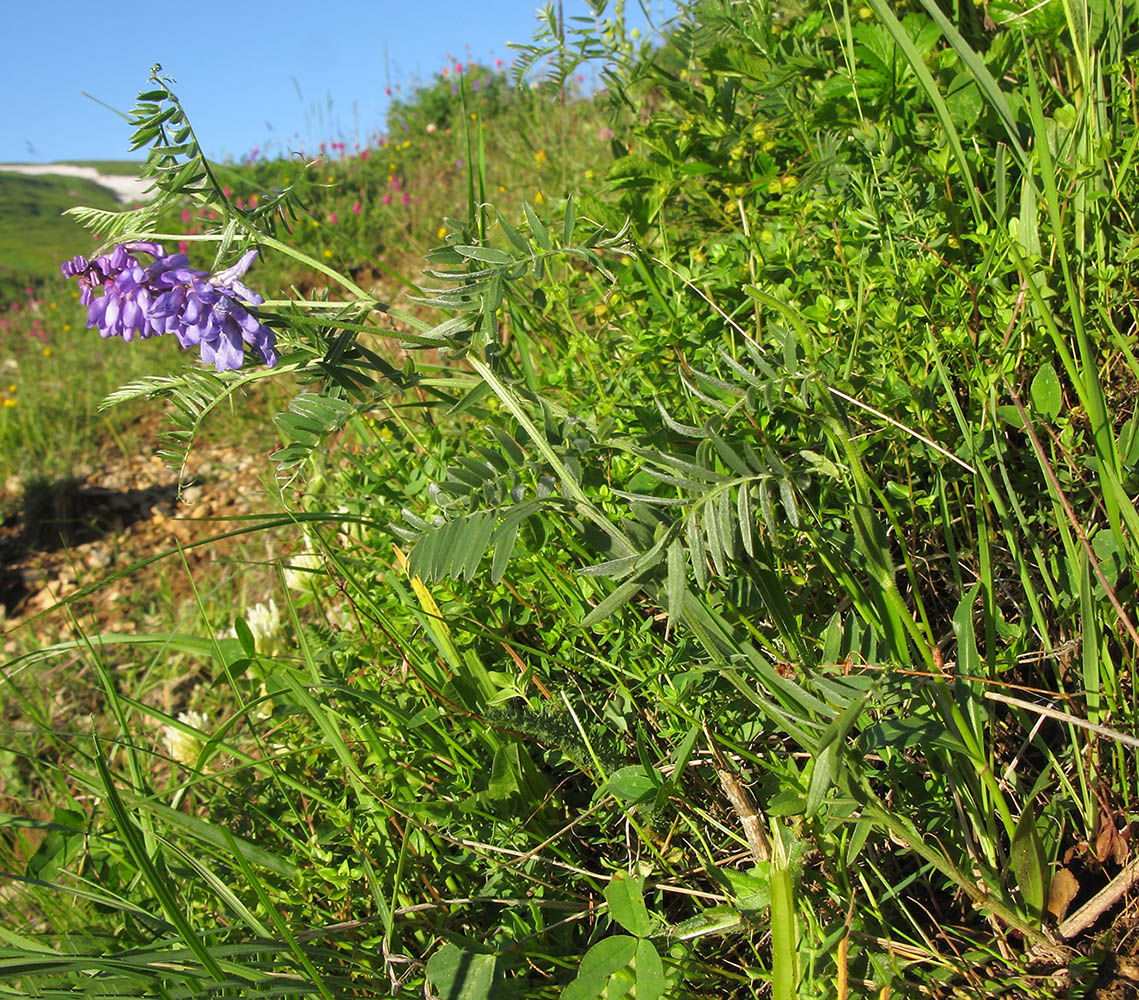 Image of Vicia grossheimii specimen.