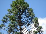 Araucaria bidwillii