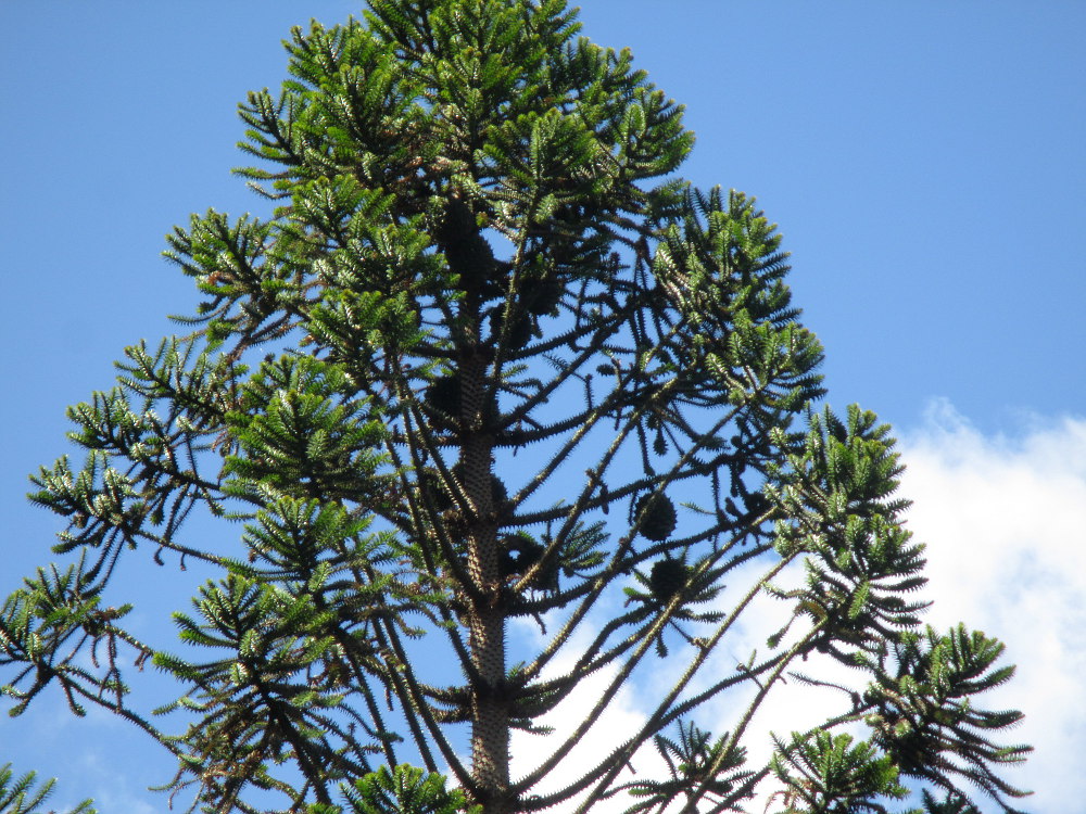 Image of Araucaria bidwillii specimen.