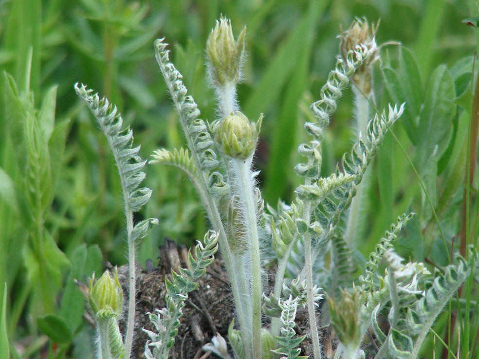 Изображение особи Oxytropis strobilacea.