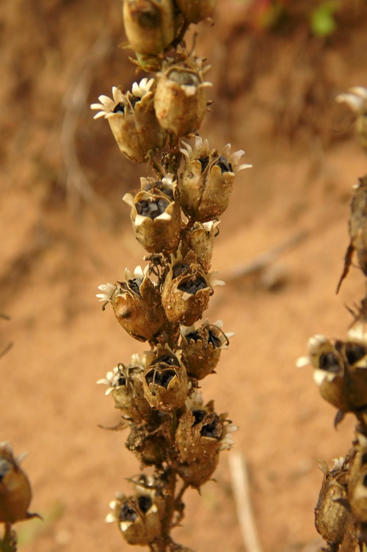 Image of Linaria vulgaris specimen.