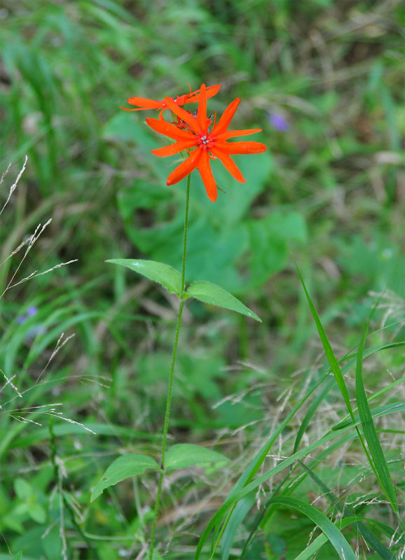 Image of Lychnis fulgens specimen.