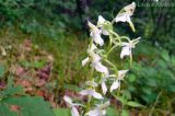 Platanthera densa. Часть соцветия. Приморский край, Уссурийский р-н. 02.07.2008.