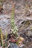 Orostachys spinosa. Цветущее растение. Бурятия, Чивыркуйский залив, окр. пос. Чивыркуй, обрывистый берег озера Байкал. 18.07.2009.
