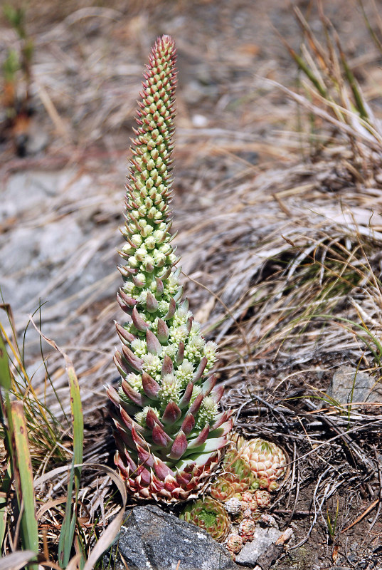 Изображение особи Orostachys spinosa.